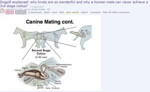 The Dogpill explained